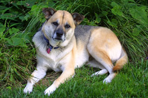 Dog-on-ground_1.jpg
